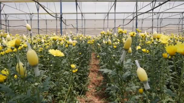 Sere cu crizanteme galbene în creștere în grădinărit de afaceri mici. Agricultura ecologică. Agricultură şi agrobusiness. Semănatul mâinilor şi îngrijirea culturilor. Atragerea muncitorilor pentru a lucra în ferme — Videoclip de stoc