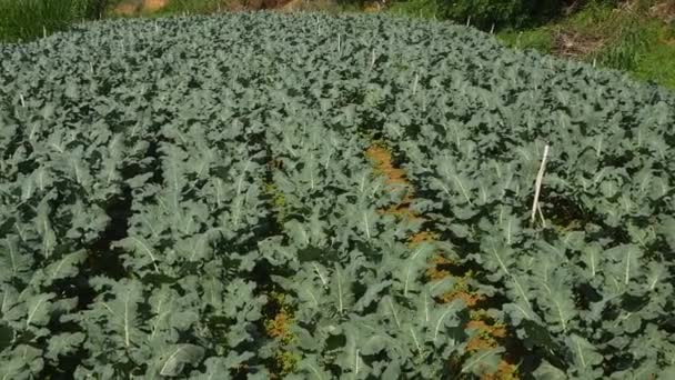 Broccolifält. Grönsaker, ekologiskt jordbruk. Jordbruk och jordbruk — Stockvideo