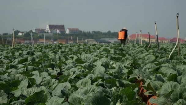 Rolnik stosuje pestycydy lub nawozy opryskujące plantację kapusty w celu ochrony owadów. Warzywa, rolnictwo ekologiczne. Rolnictwo i rolnictwo. Siew ręczny i pielęgnacja upraw. Przyciąganie pracowników do pracy — Wideo stockowe