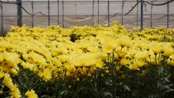 Broeikas met gele chrysanten die groeien in kleine bedrijven tuinieren. Biologische landbouw. Landbouw en landbouwindustrie. Handzaaien en oogstverzorging. Werknemers aantrekken om op boerderijen te werken — Stockvideo