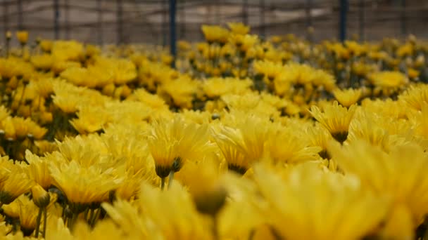 Broeikas met gele chrysanten die groeien in kleine bedrijven tuinieren. Biologische landbouw. Landbouw en landbouwindustrie. Handzaaien en oogstverzorging. Werknemers aantrekken om op boerderijen te werken — Stockvideo