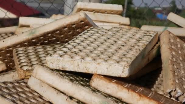 Las bandejas de plántulas vacías se secan fuera después de su uso. Hortalizas, agricultura ecológica. Agricultura y agroindustria. Siembra manual y cuidado de cultivos. Atraer a los trabajadores a trabajar en granjas — Vídeos de Stock