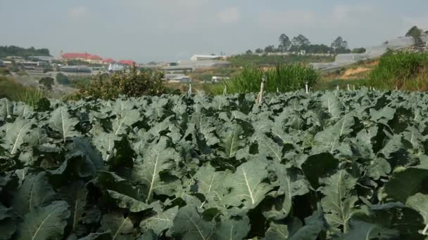 Bidang brokoli. Sayuran, pertanian organik. Pertanian dan agribisnis — Stok Video