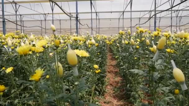 Växthus med gula krysantemum som växer i småföretag trädgårdsskötsel. Ekologiskt jordbruk. Jordbruk och jordbruk. Handsådd och skötsel av grödor. Att locka arbetstagare att arbeta på jordbruksföretag — Stockvideo