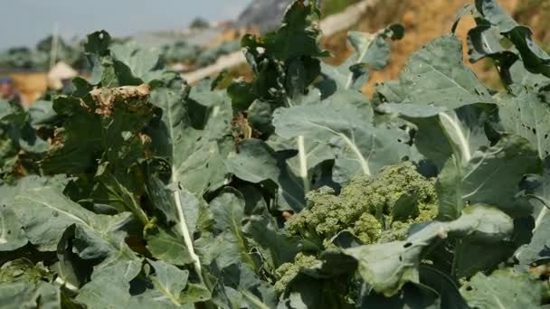 Campo de brócolis pronto para a colheita. Produtos hortícolas, agricultura biológica. Agricultura e agronegócio — Vídeo de Stock