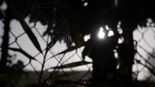 A teia de aranha flutua no vento no fundo da cerca de malha. Brilha nos raios do sol. Imagem de close-up — Vídeo de Stock