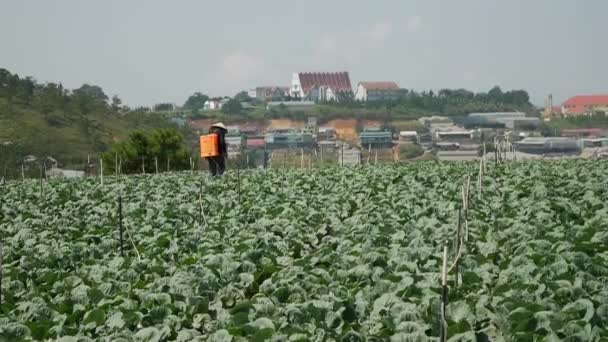 Agricultor usar pesticidas ou fertilizantes pulverização para plantação de repolho para proteger um bugs. Produtos hortícolas, agricultura biológica. Agricultura e agronegócio. Semeadura manual e cuidados com a colheita. Atrair os trabalhadores para o trabalho — Vídeo de Stock