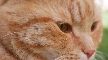 Kızıl kedi yazın bahçede dinleniyor. Kedi dışarıda oynuyor. Güneşte