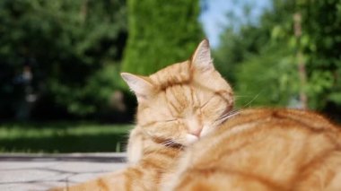 Kızıl kedi yazın bahçede dinleniyor. Kedi dışarıda oynuyor. Güneşte