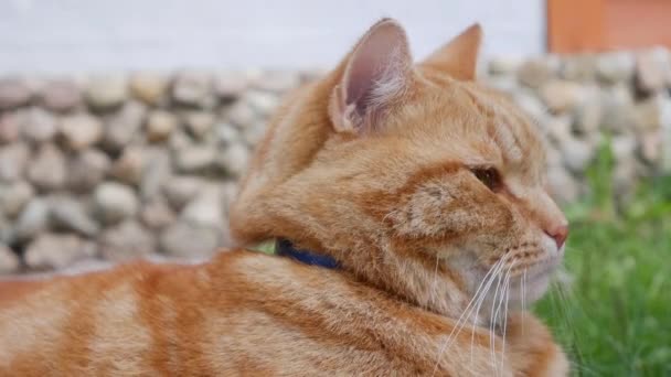 Chat rouge se reposant dans le jardin en été. Cat joue dehors. Au soleil