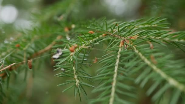 Branche de pin avec aiguilles vertes. Branches d'arbres se déplaçant dans le vent. Gros plan — Video