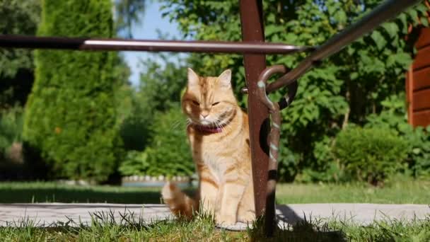 Röd katt vilar i trädgården på sommaren. Katten leker utomhus. I solen — Stockvideo