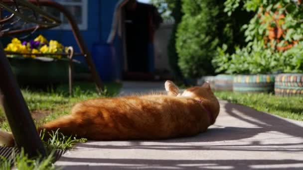 夏には赤い猫が庭に寝そべっている。猫は外で遊ぶ。太陽の下で — ストック動画