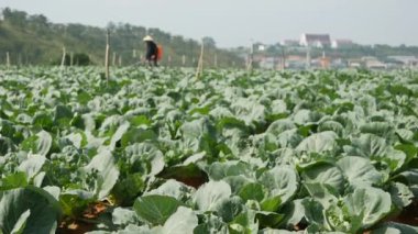 Çiftçi böcekleri korumak için lahana tarlasına böcek ilacı ya da gübre sıkar. Sebzeler, organik tarım. Tarım ve tarım sektörü. El ekimi ve hasat bakımı. Çalışan işçileri cezbediyor