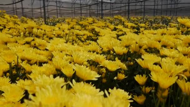Skleník se žlutými chryzantémama rostoucí v malé obchodní zahradničení. Ekologické zemědělství. Zemědělství a agrobyznys. Ruční výsev a péče o obilí. Přilákání pracovníků k práci na farmách — Stock video