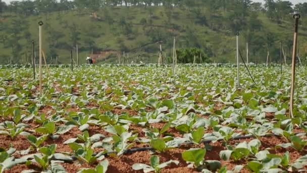 Bauern verwenden Pestizide oder Düngemittel, die zum Schutz einer Wanze auf die Kohlplantage gesprüht werden. Gemüse, ökologischer Landbau. Landwirtschaft und Agrarindustrie. Händeaussaat und Erntepflege. Arbeitskräfte für Arbeit gewinnen — Stockvideo