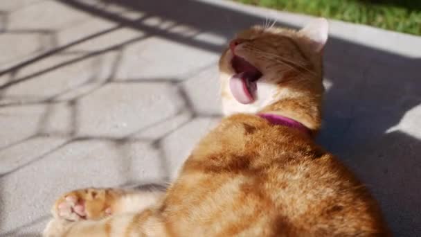 Červená kočka odpočívá v létě na zahradě. Kočka si hraje venku. Na slunci