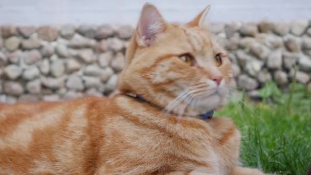 Red cat resting lying in the garden in summer. Cat plays outside. In the sun — Stock Video