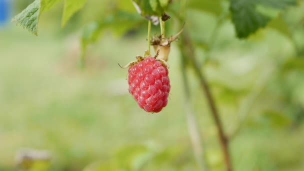 Rote reife saftige Himbeeren im Garten, eine große süße Himbeere an sonnigen Sommertagen. Himbeerernte. Leckere Beeren auf dem im Wind schwankenden Ast. Nahaufnahme — Stockvideo