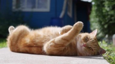 Kızıl kedi yazın bahçede dinleniyor. Kedi dışarıda oynuyor. Güneşte