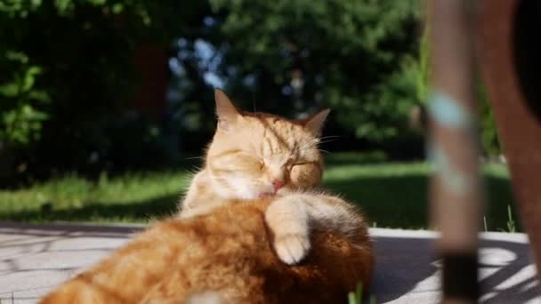 Gatto rosso sdraiato in giardino in estate. Il gatto gioca fuori. Sotto il sole — Video Stock