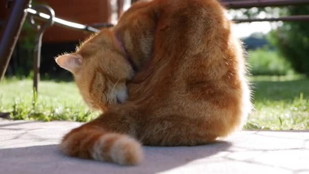 Gatto rosso sdraiato in giardino in estate. Il gatto gioca fuori. Sotto il sole — Video Stock