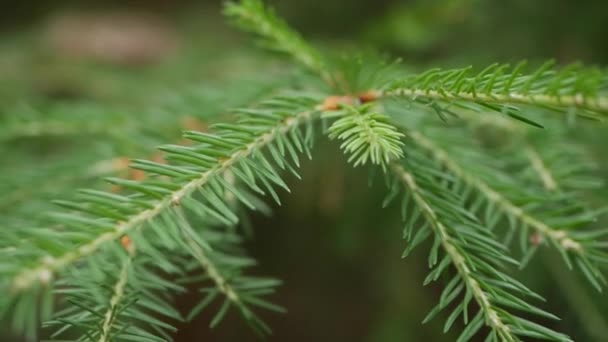 Pine tree branch with green needles. Branches of tree moving in the wind. Close-up — Stock Video