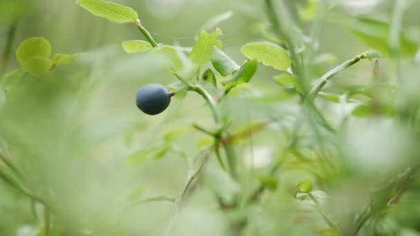 森林里的野生有机蓝莓。准备收获的蓝莓植物的特写。生的和有机的超级食品成分为健康的食物。有机浆果的季节性收获.收取时间 — 图库视频影像