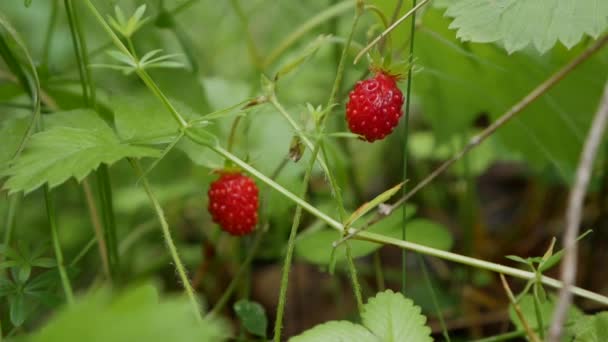 Wilde biologische aardbeien in het bos. Close-up van aardbeien- of fragariaplant, met verschillende aardbeien klaar om te oogsten. Rauwe en biologische superfood ingrediënten voor gezond voedsel. Seizoensoogst van — Stockvideo