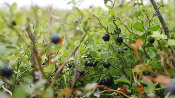 森林里的野生有机蓝莓。蓝莓植物的特写，与几个蓝莓准备收获。生的和有机的超级食品成分为健康的食物。有机浆果的季节性收获 — 图库视频影像
