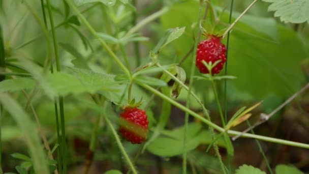 森林里的野生有机草莓。草莓或碎片植物的特写，有几个草莓准备收割。生的和有机的超级食品成分为健康的食物。季节性收获 — 图库视频影像