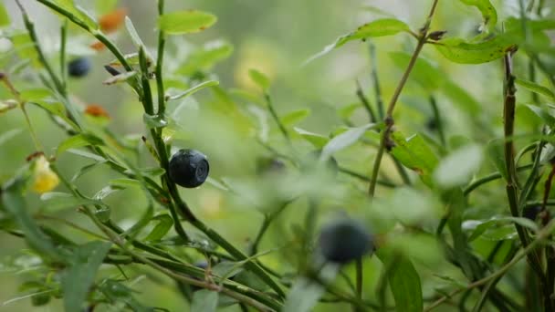 森の中の野生の有機ブルーベリー。ブルーベリー植物のクローズアップ、収穫する準備ができていくつかのブルーベリー。健康食品のための生および有機スーパーフード成分。有機ベリーの季節の収穫 — ストック動画