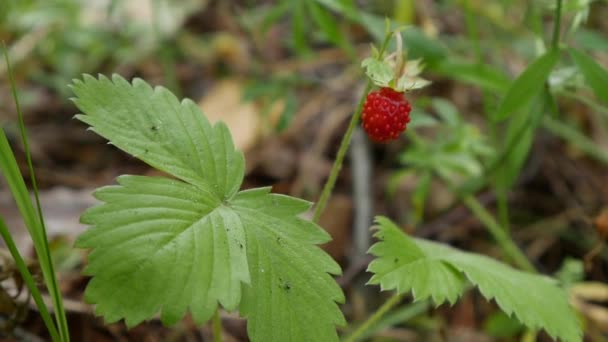 森林里的野生有机草莓。草莓或碎片植物的特写，准备收获。生的和有机的超级食品成分为健康的食物。有机浆果的季节性收获.收集 — 图库视频影像
