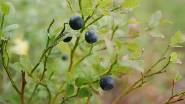 Arándanos orgánicos silvestres en el bosque. Primer plano de la planta de arándanos, con varios arándanos listos para cosechar. Ingredientes superalimentarios crudos y orgánicos para una alimentación saludable. Cosecha estacional de bayas orgánicas — Vídeos de Stock