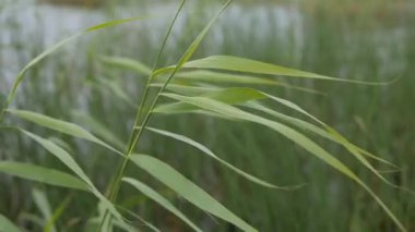 Nehir kamışları ya da göldeki bastonlar