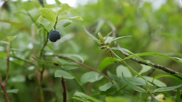 森林里的野生有机蓝莓。准备收获的蓝莓植物的特写。生的和有机的超级食品成分为健康的食物。有机浆果的季节性收获.收取时间 — 图库视频影像