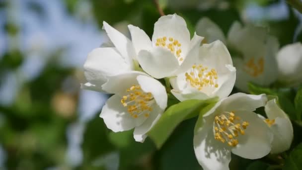 Zbliżenie gałązki z pięknymi śnieżnobiałymi kwiatami jaśminu w ogrodzie. Kwitnąca gałąź jaśminu. Botaniczne, detale, naturalne — Wideo stockowe