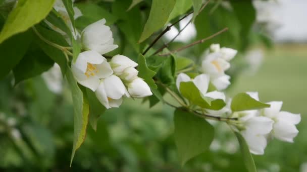 Zbliżenie gałązki z pięknymi śnieżnobiałymi kwiatami jaśminu w ogrodzie. Kwitnąca gałąź jaśminu. Botaniczne, detale, naturalne — Wideo stockowe