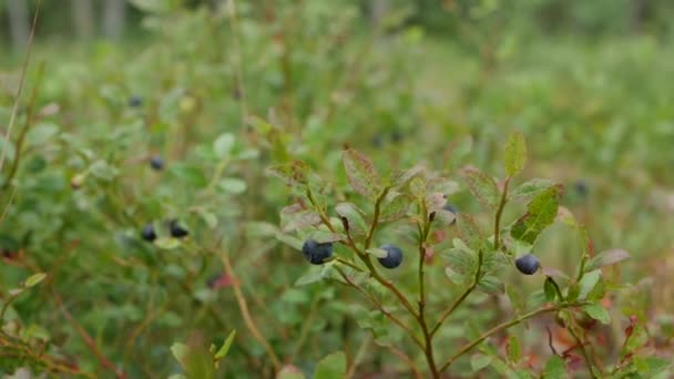 森林里的野生有机蓝莓。蓝莓植物的特写，与几个蓝莓准备收获。生的和有机的超级食品成分为健康的食物。有机浆果的季节性收获 — 图库视频影像