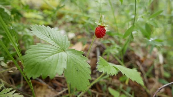 Vilda ekologiska jordgubbar i skogen. Närbild av jordgubbs- eller fragariaplantor redo att skördas. Råa och ekologiska superlivsmedelsingredienser för hälsosam mat. Säsongskörd av ekologiska bär. Insamling — Stockvideo