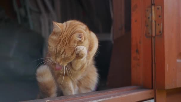 Il gatto rosso si siede davanti alla porta di una casa di campagna. Cat gioca fuori — Video Stock