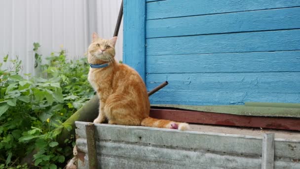 Red cat sits in the yard near a country house. Cat plays outside — Stock Video