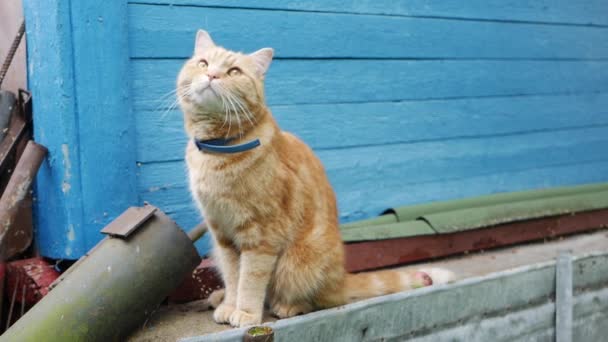 Il gatto rosso si siede nel cortile vicino a una casa di campagna. Cat gioca fuori — Video Stock
