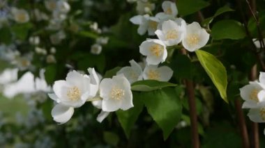 Bahçede kar beyazı yasemin çiçekleri olan bir dal parçası. Çiçekli yasemin dalı. Botanik, detay, doğal