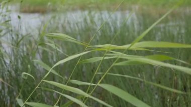 Nehir kamışları ya da göldeki bastonlar
