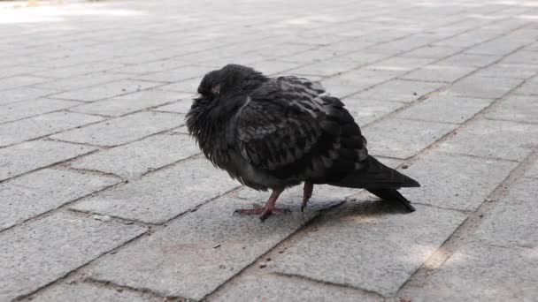 Pigeon gris blessé sur la chaussée. Asphalte de la route. — Video