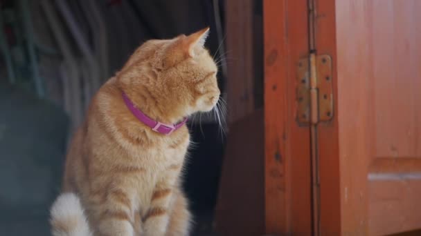Η κόκκινη γάτα κάθεται στην μπροστινή πόρτα ενός εξοχικού. Η γάτα παίζει έξω — Αρχείο Βίντεο