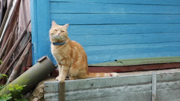 O gato vermelho senta-se no quintal perto de uma casa de campo. Gato joga fora — Vídeo de Stock