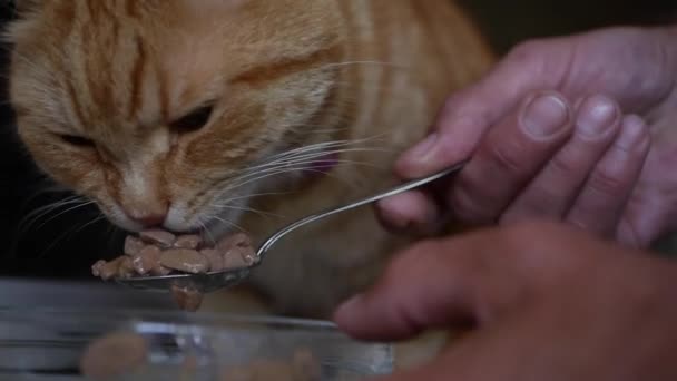 赤い猫はスプーンから肉料理を食べる。ペットの世話をする — ストック動画