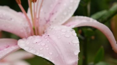 Çiçek tarhında çok güzel zambaklar var. Pembe zambak çiçekleri rüzgarda sallanıyor. 